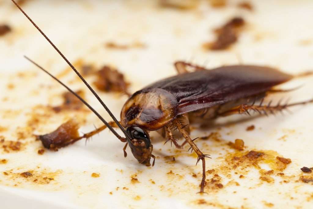 Cockroach pest Control