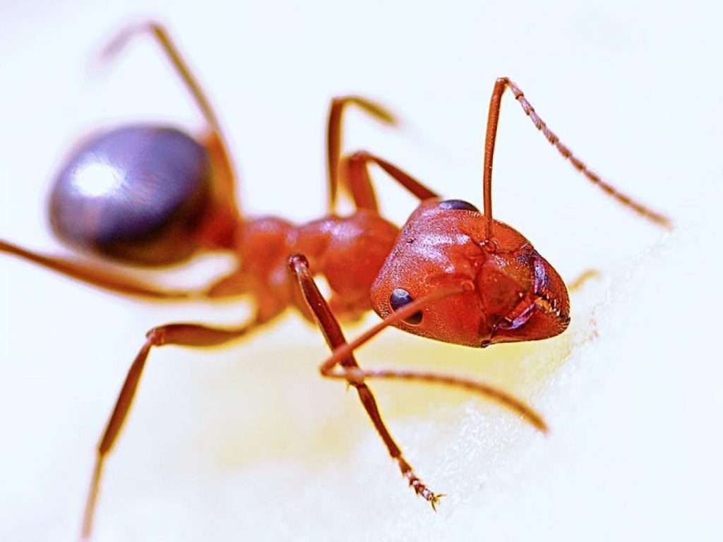 ants control in dubai