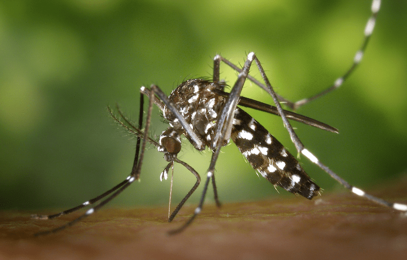 pest control for mosquito