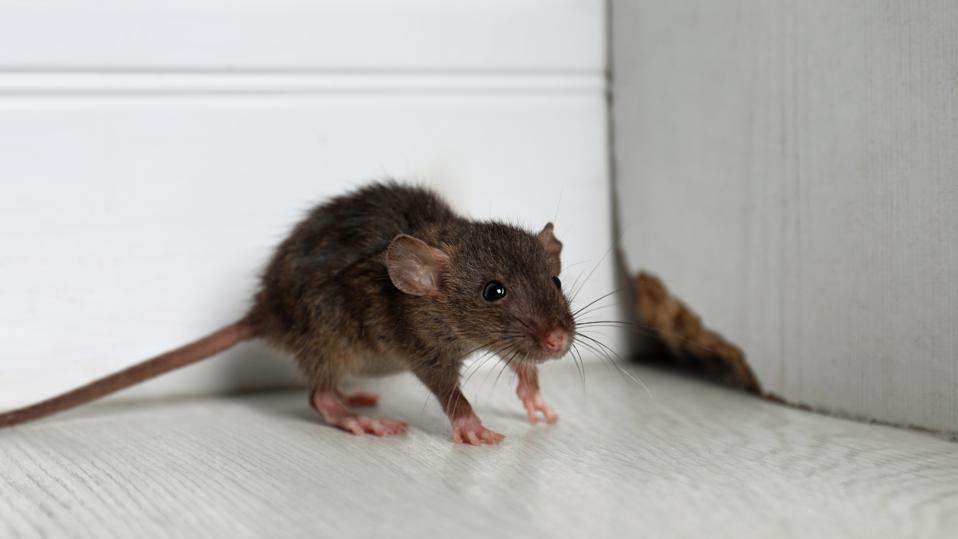 Rodent Pest Control Services Dubai