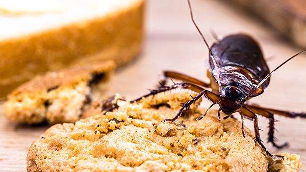 Cockroach Pest Control – Best Ways to Get Rid of Cockroaches