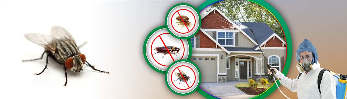 Hire The Best Flies Pest Control In Dubai