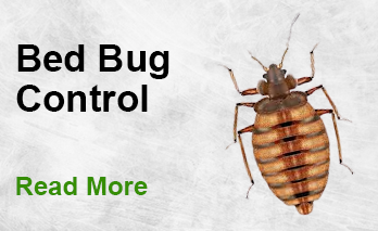 Bed Bug Pest Control