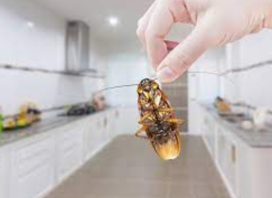 cockroaches treatment dubai