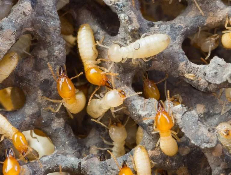 Termite Pest Control Dubai