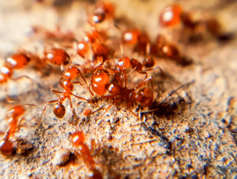 Ants Pest Control in Dubai