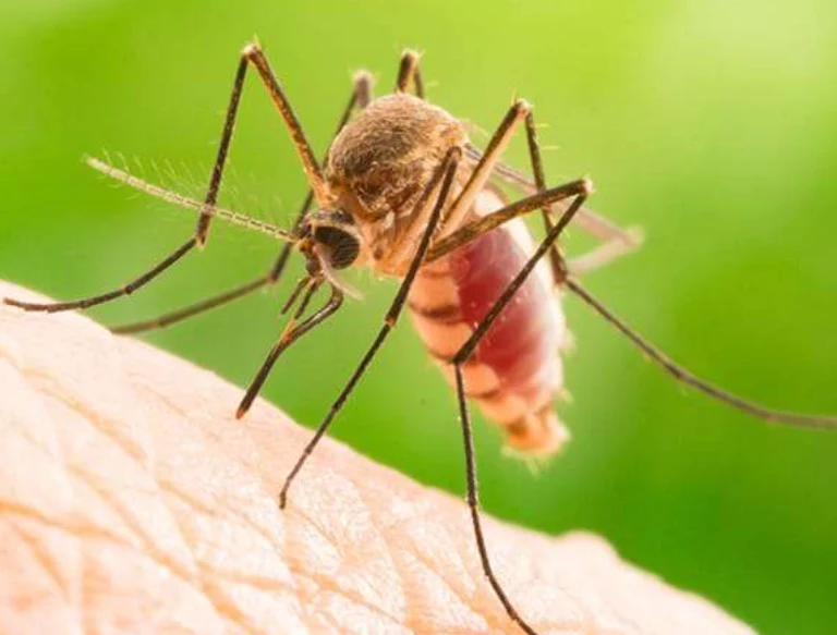 Mosquito Pest Control in Dubai